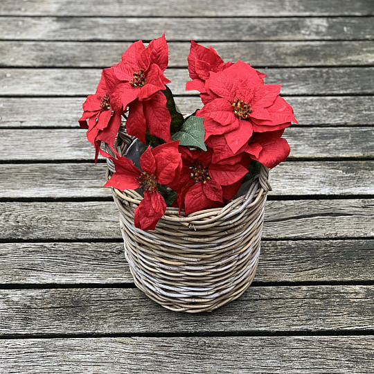Christmas rose TRS RED