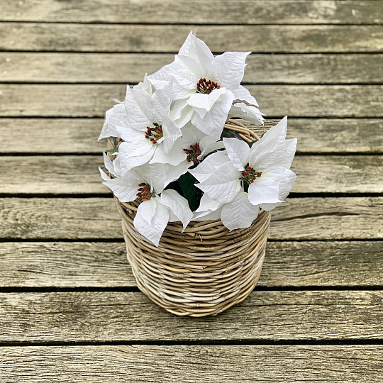 Christmas rose TRS WHITE