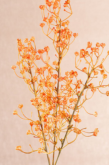 ORANGE GYPSOPHYLLA