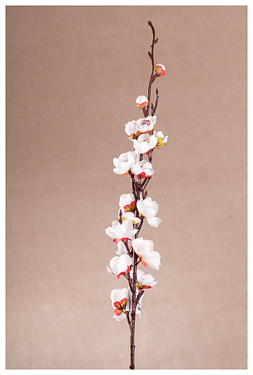 WHITE CHERRY TREE SPRING