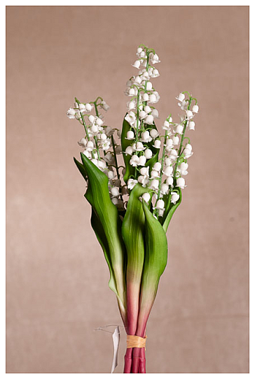 LILY OF THE LONG LIVING