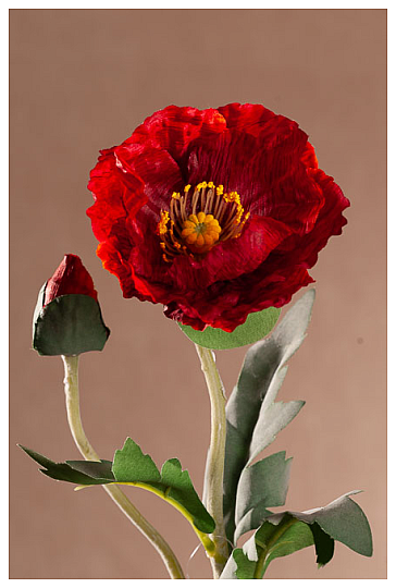 RED POPPY
