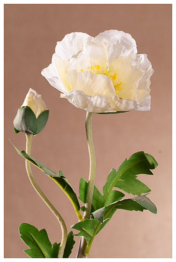 WHITE POPPY