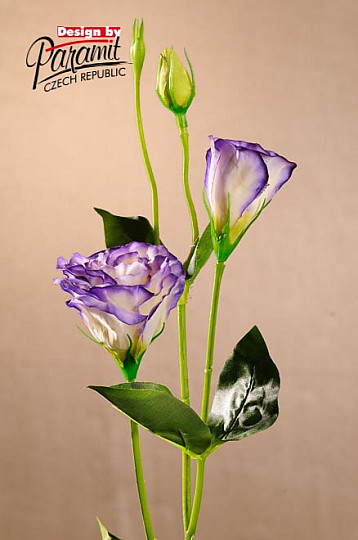 Lisiantus white blue 67 cm