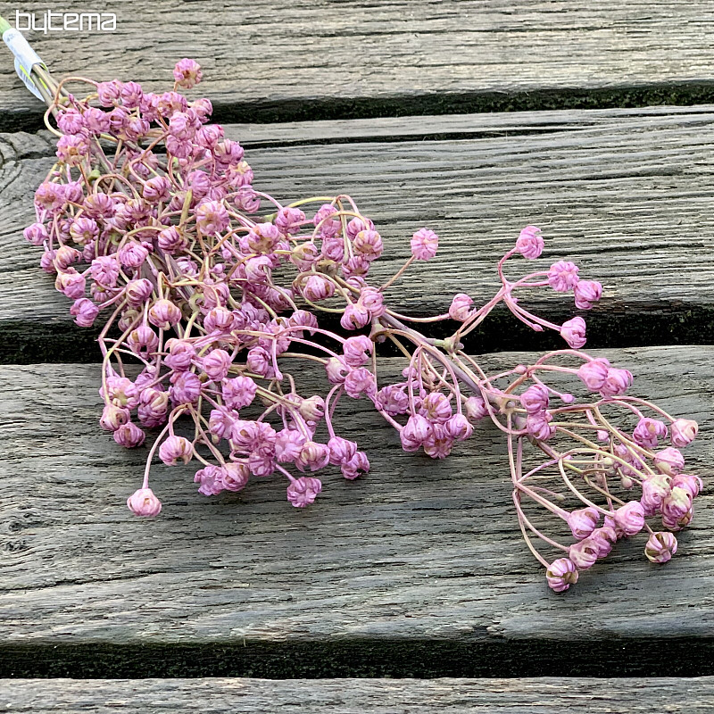 PURPLE GYPSOPHYLLA
