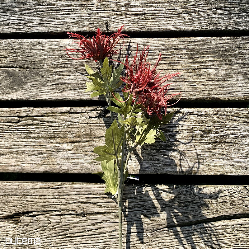 DRY WILD SEA HOLLY RED