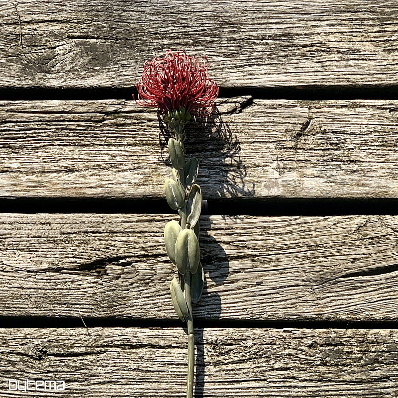 DRY SMALL PROTEA RED