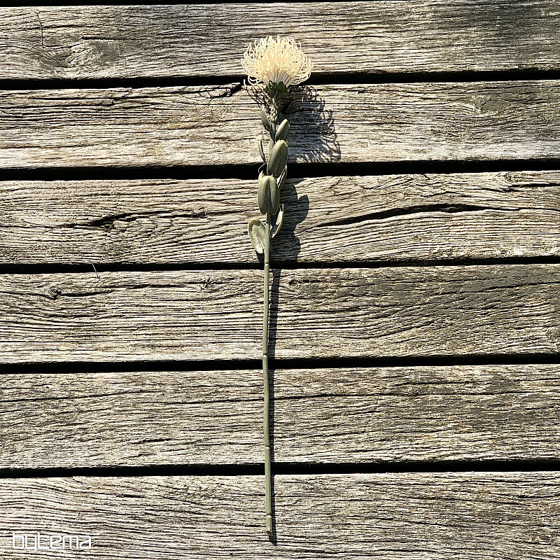 DRY SMALL PROTEA WHITE