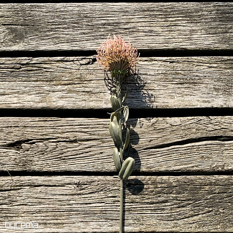 DRY SMALL PROTEA PINK