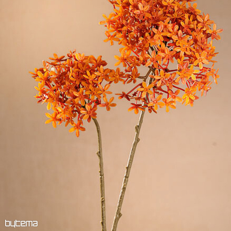 DRY CROWN FLOWER ORANGE