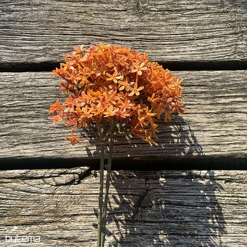 DRY CROWN FLOWER ORANGE