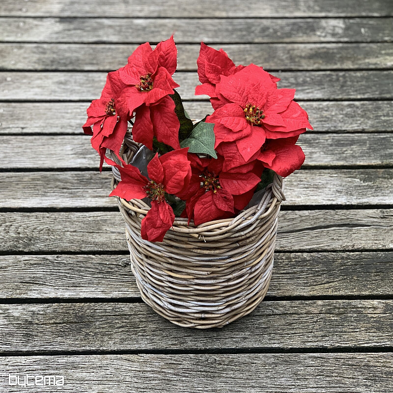 Christmas rose TRS RED