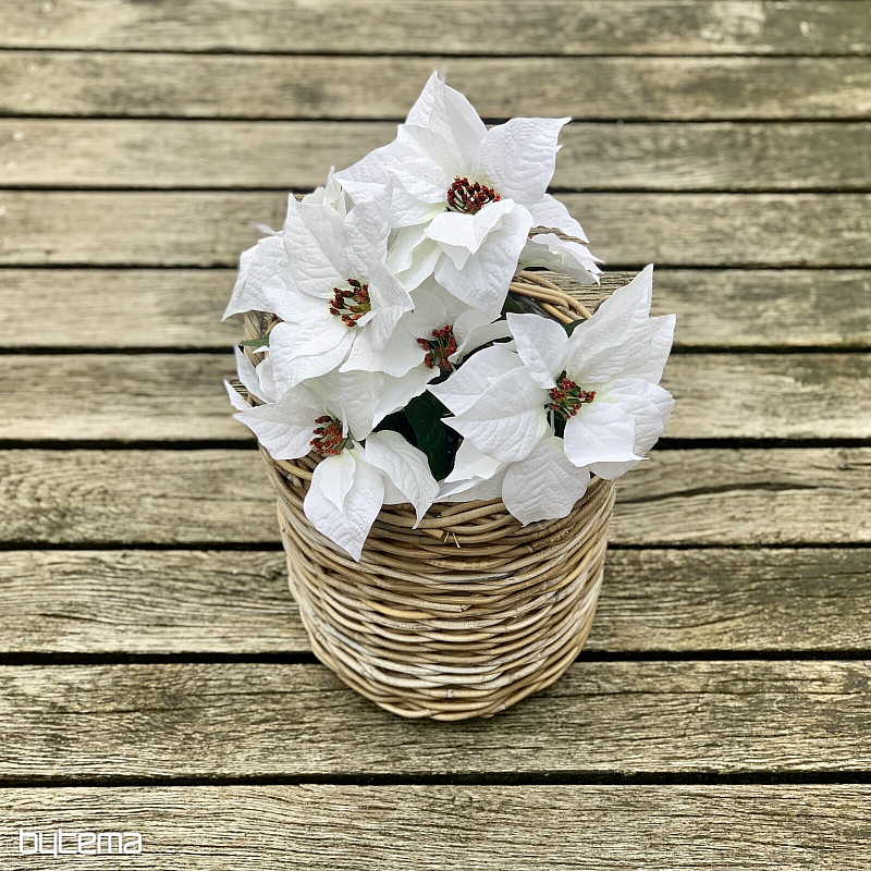 Christmas rose TRS WHITE