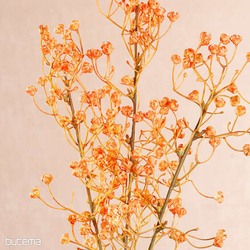 ORANGE GYPSOPHYLLA
