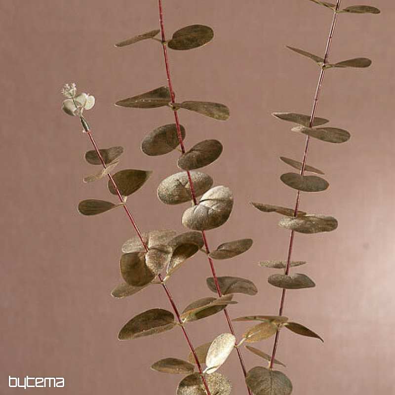 EUCALYPTUS golden