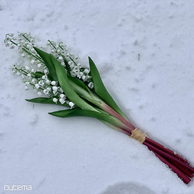 LILY OF THE LONG LIVING