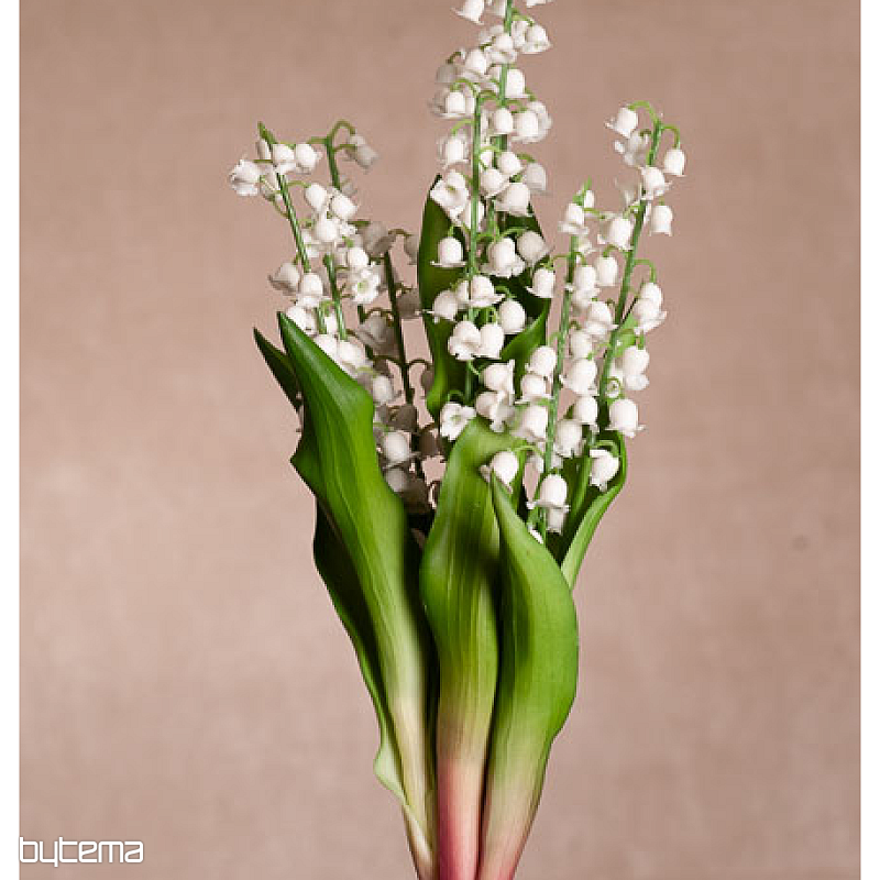 LILY OF THE LONG LIVING