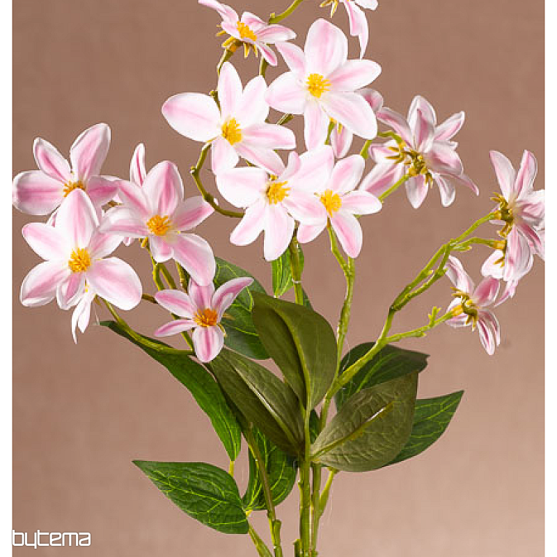 CLEMATIS PINK AND WHITE