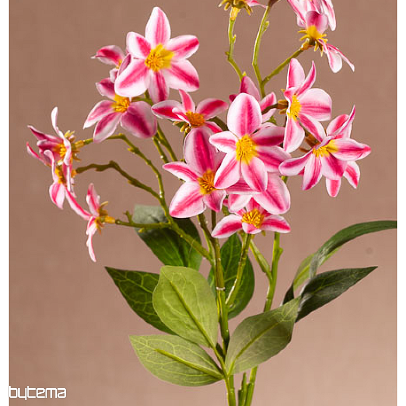 RED-WHITE CLEMATIS
