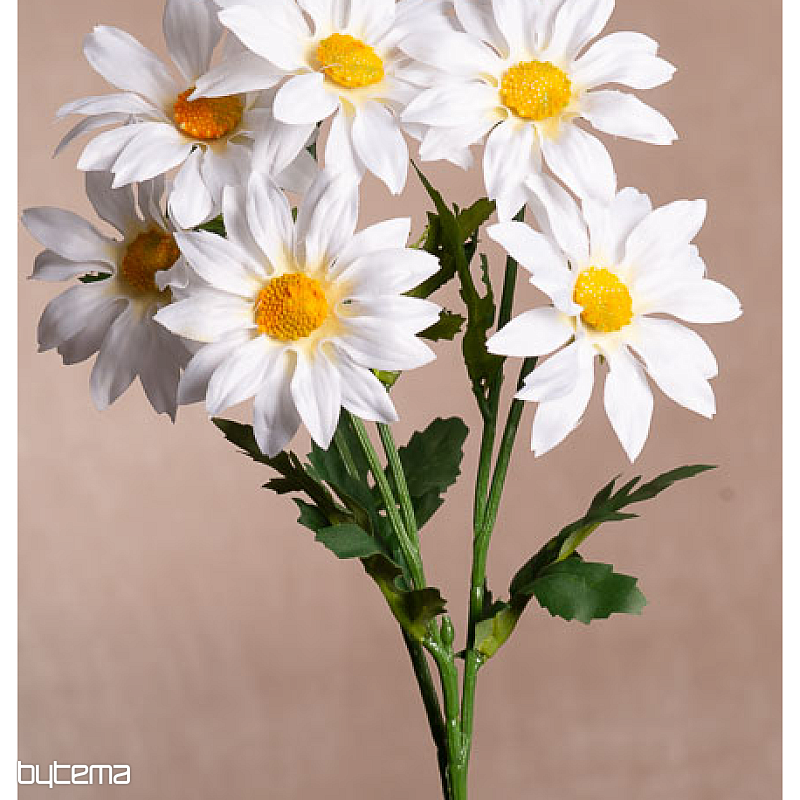 WHITE GAZANIA bunch