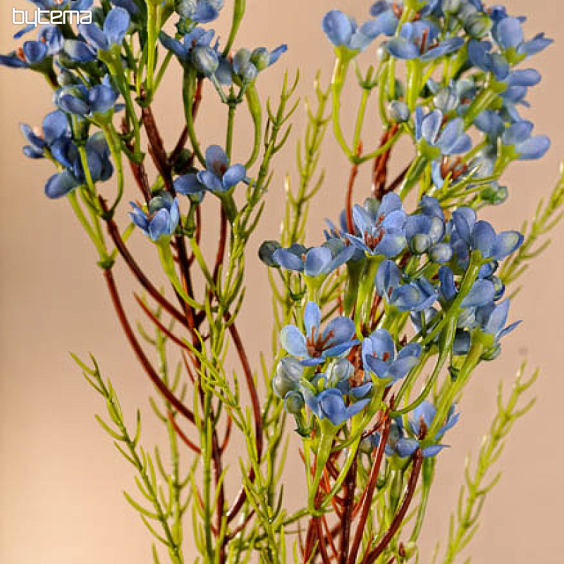 Waxflower blue 78 cm
