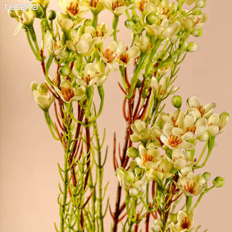 Waxflower yellow 78 cm