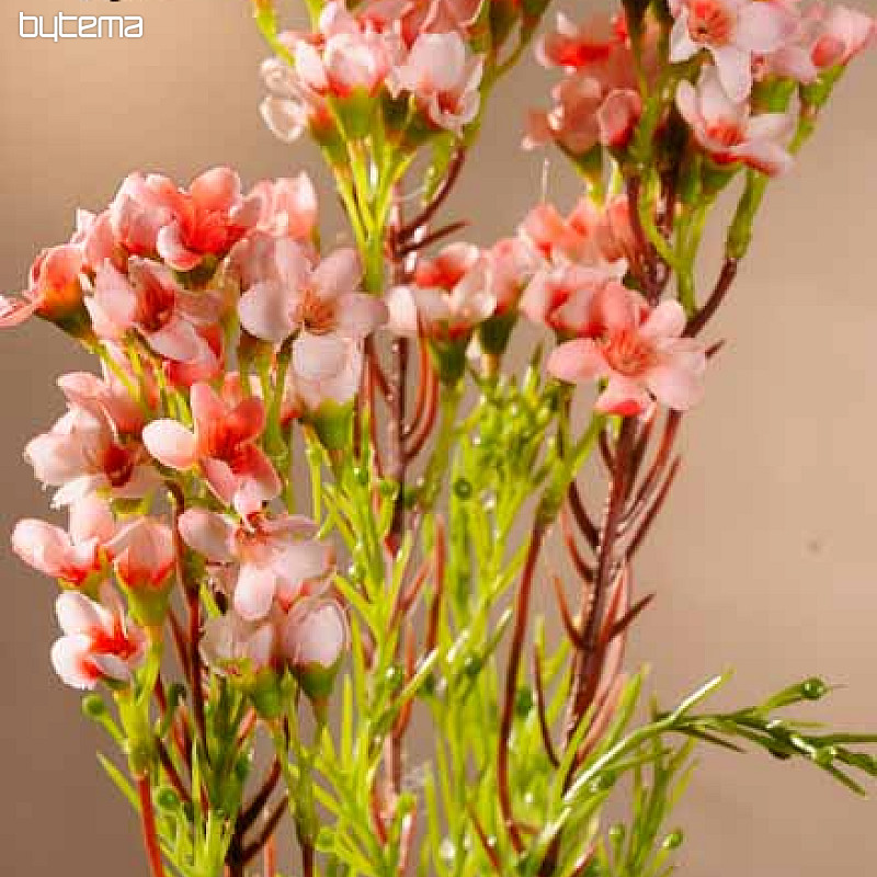 Waxflower light pink 79 cm