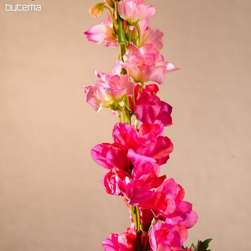 Delphinium burgundy 79 cm