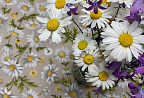 Spring flowers full of colors and fragrances