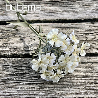 WHITE CARNATION