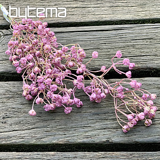 PURPLE GYPSOPHYLLA