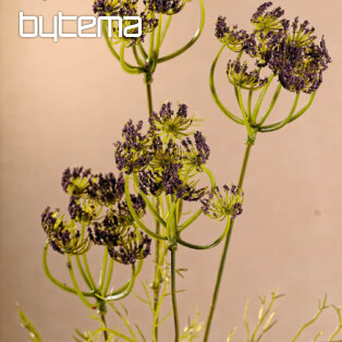 Purple dill 80 cm