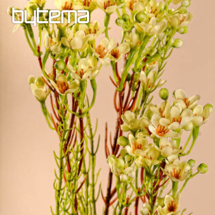 Waxflower yellow 78 cm