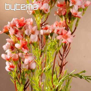 Waxflower light pink 79 cm