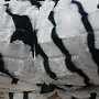 Blanket SHEEP ZEBRA