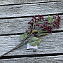 DRY VIBURNUM TINUS 58 cm burgundy