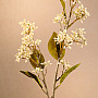 DRY VIBURNUM TINUS 58 cm white