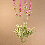 Garden Lavender bundle 46 cm pink