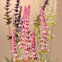 Garden Lavender bundle 46 cm pink