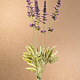 Garden Lavender bundle 46 cm purple