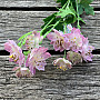 WILD FLOWER PINK