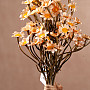 CHAMOMILE CREAM