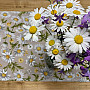 DAISIES tablecloth and scarf