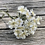 WHITE CARNATION