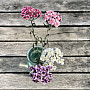 PURPLE CARNATION