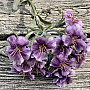 PURPLE CARNATION