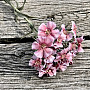 PINK CARNATION