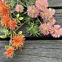 THISTLE GREEN