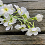 DELPHINIUM WHITE