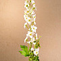 DELPHINIUM WHITE